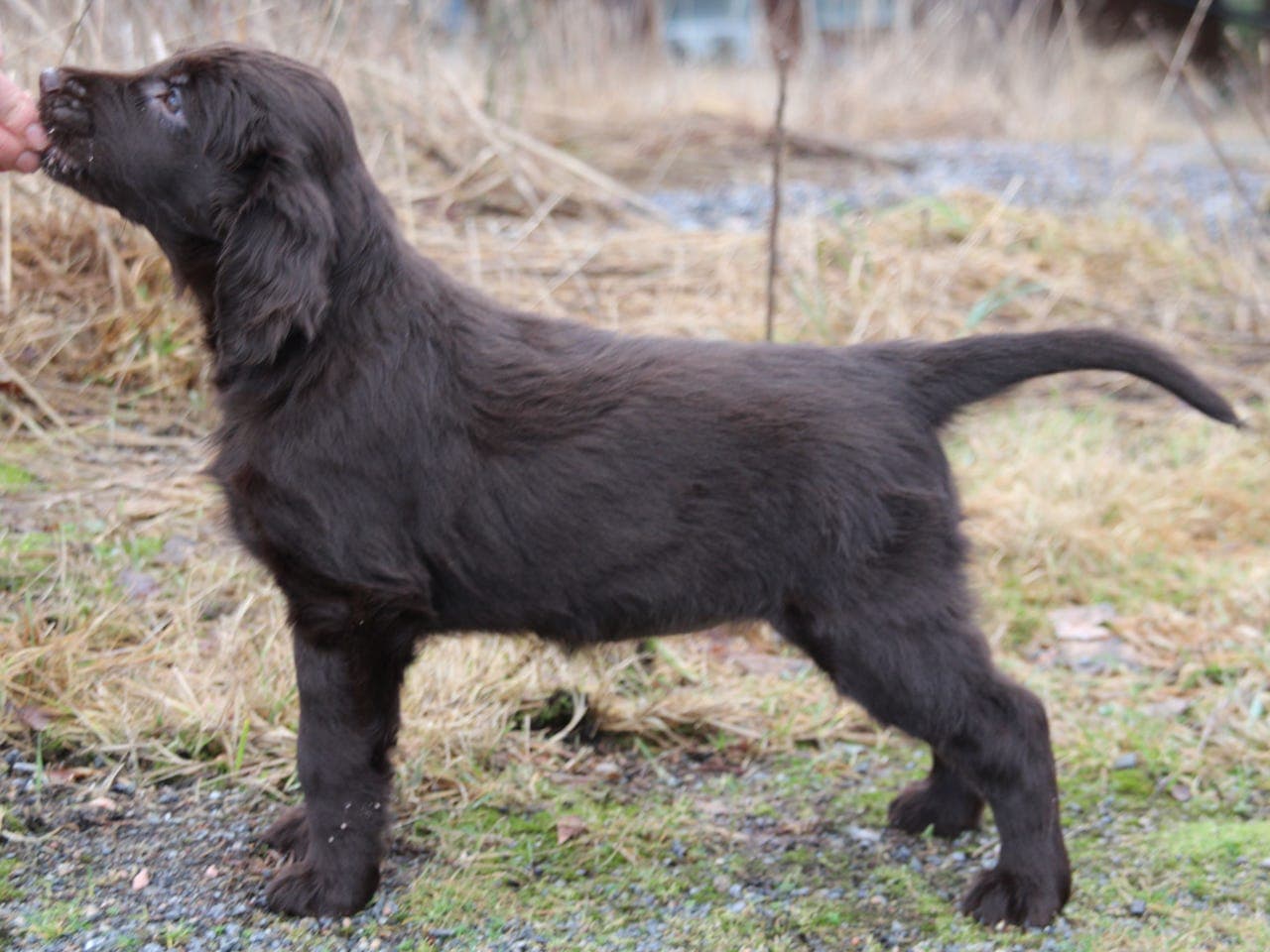Sorte & Brune Flat Coated Retriver valpes ventes :-)