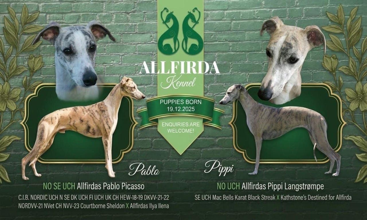 Allfirda kennel - en hannvalp ledig - redusert pris pga testikkelmangel