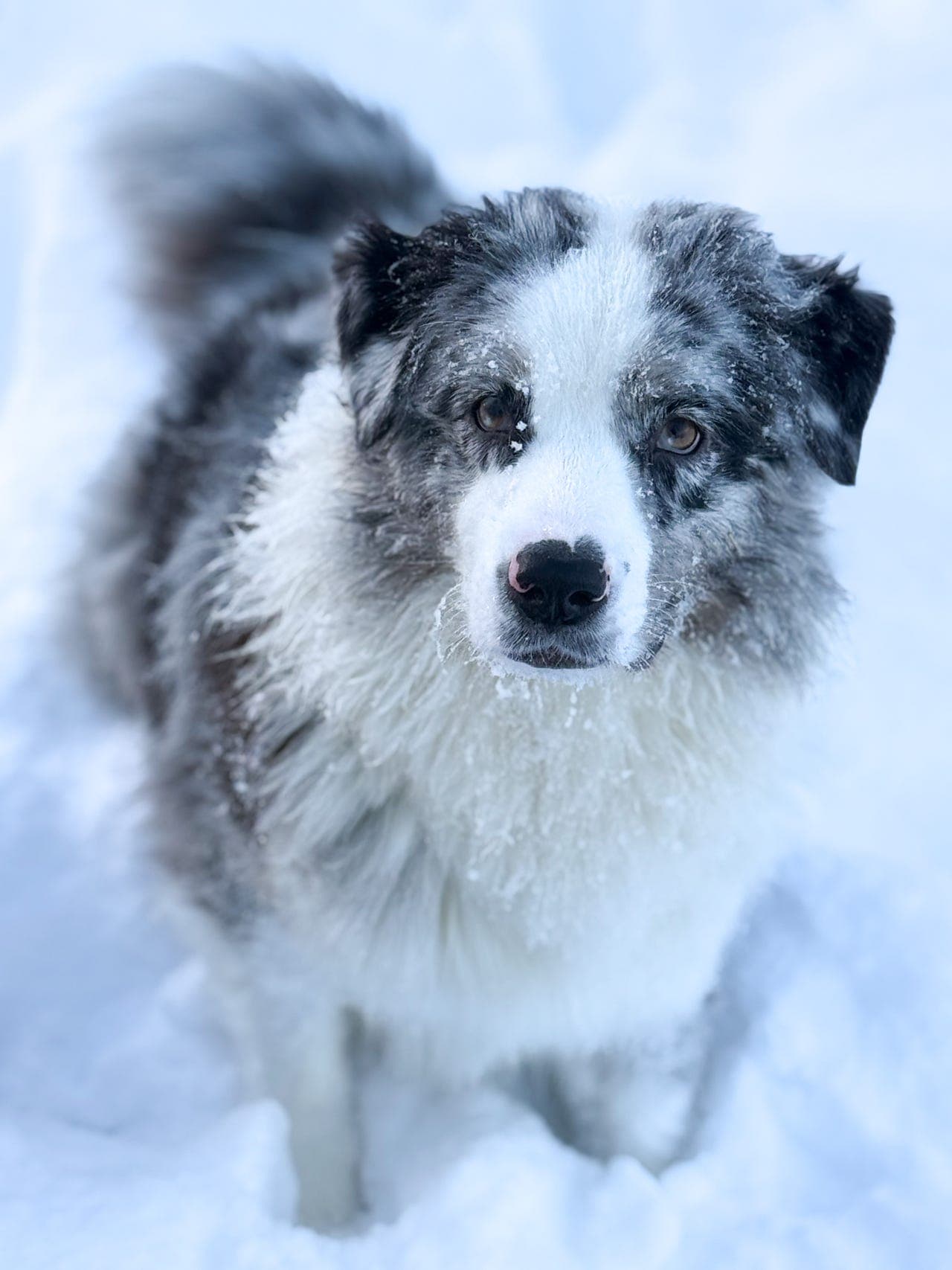 Australian Shepherd