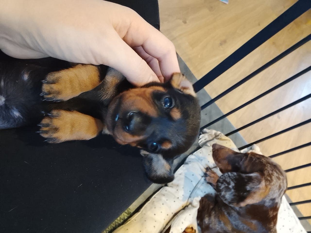 Standard korthåret dachsvalper