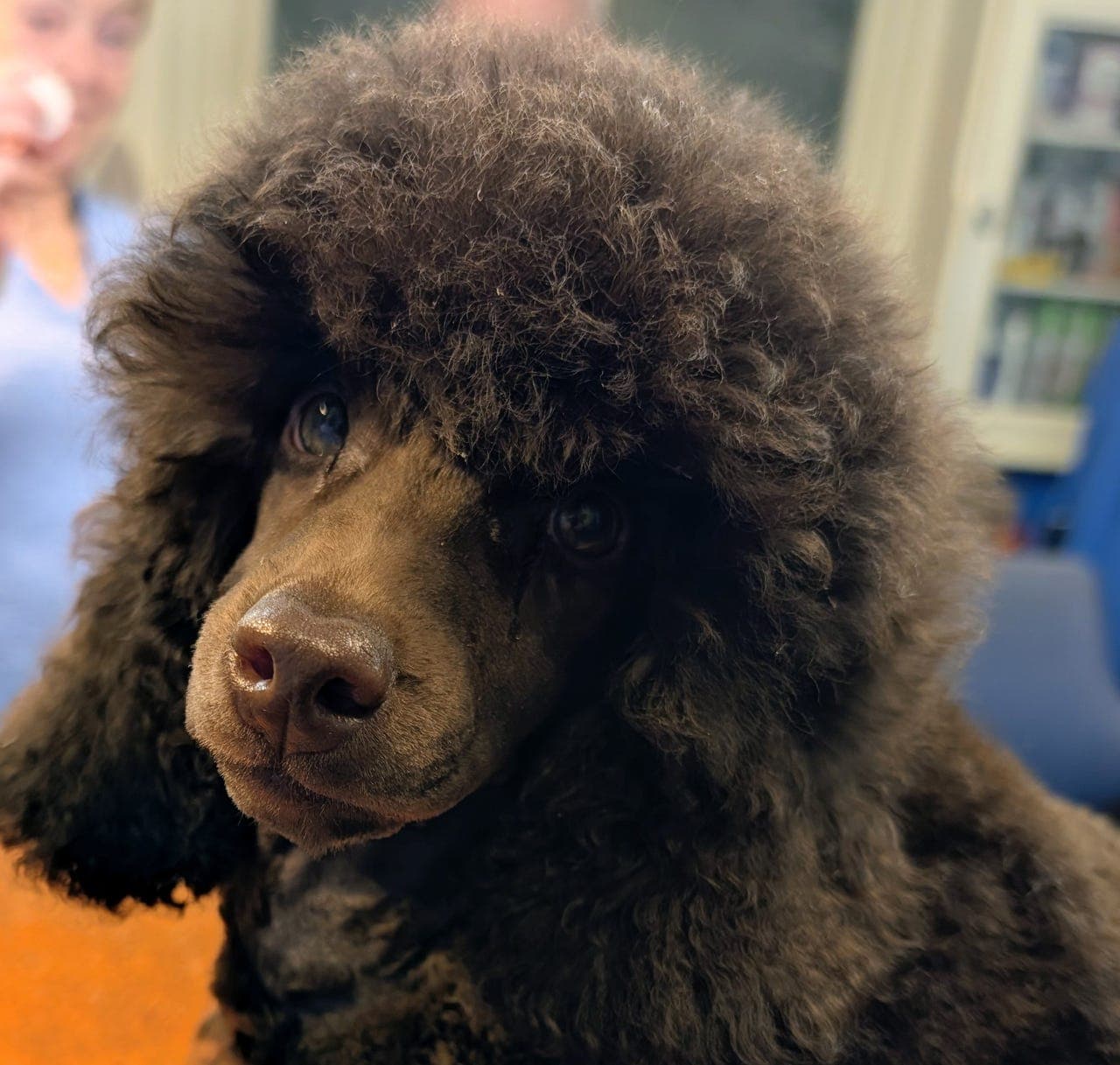 Brun Dvergpuddel gutt