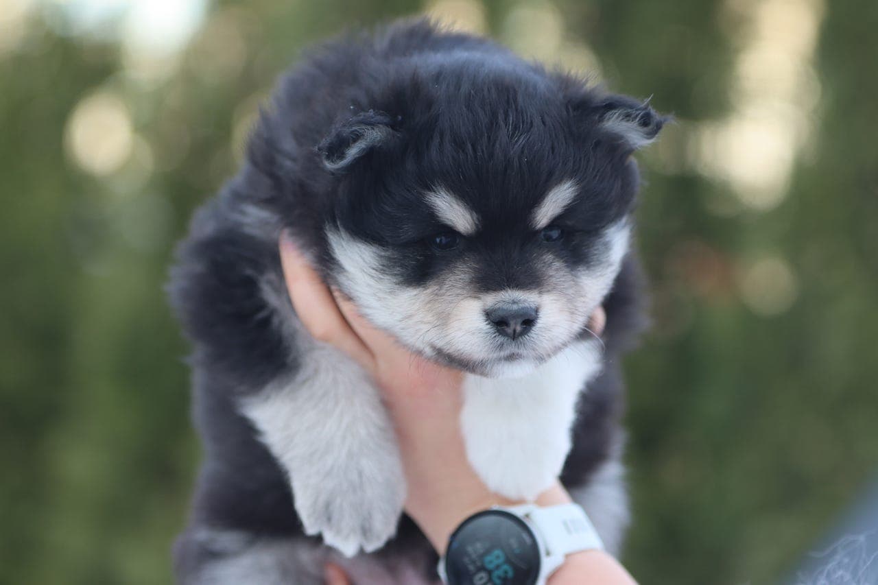 Fôrvert søkes til finsk lapphund valp