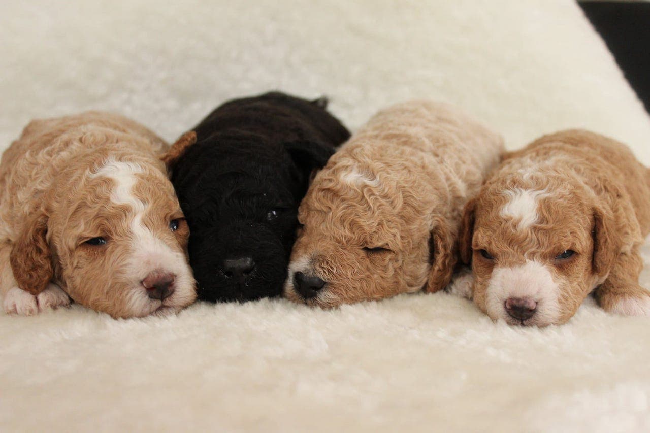 Nydelige Puddelvalper