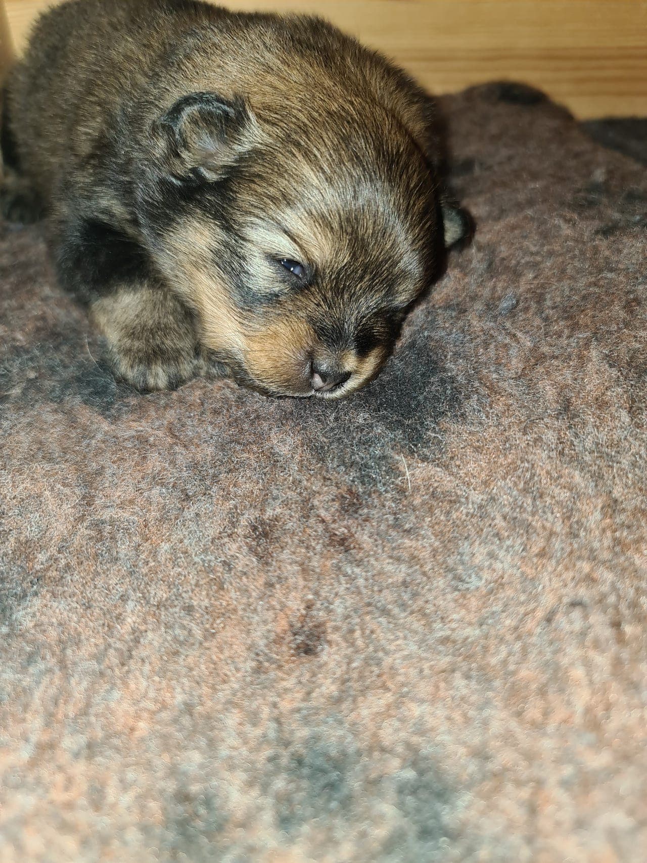 Kleinspitz Valper Søker Forevige Hjem