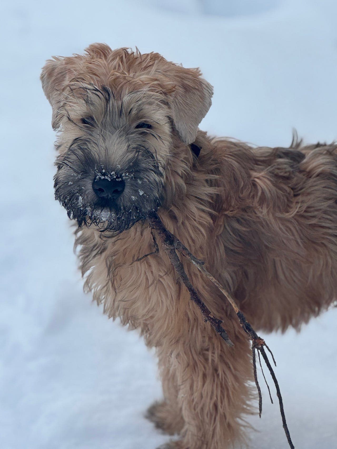 Irish softcoated wheaten terrier