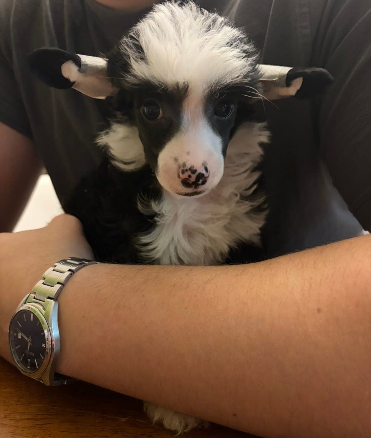 Chinese crested powder puff