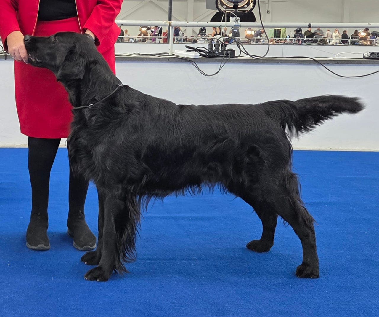 Flat Coated Retriever ( flatcoated )