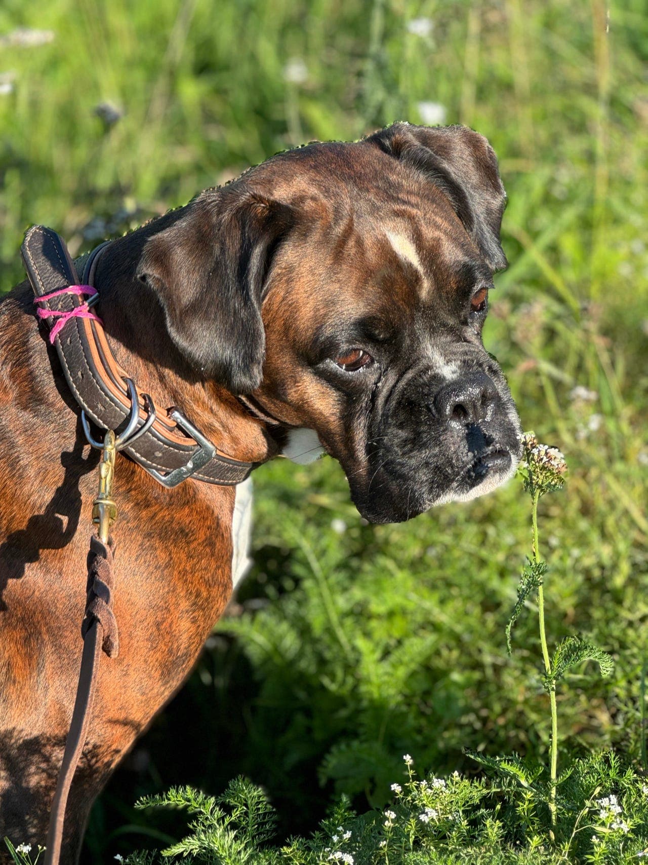 Boxer valper ventes!