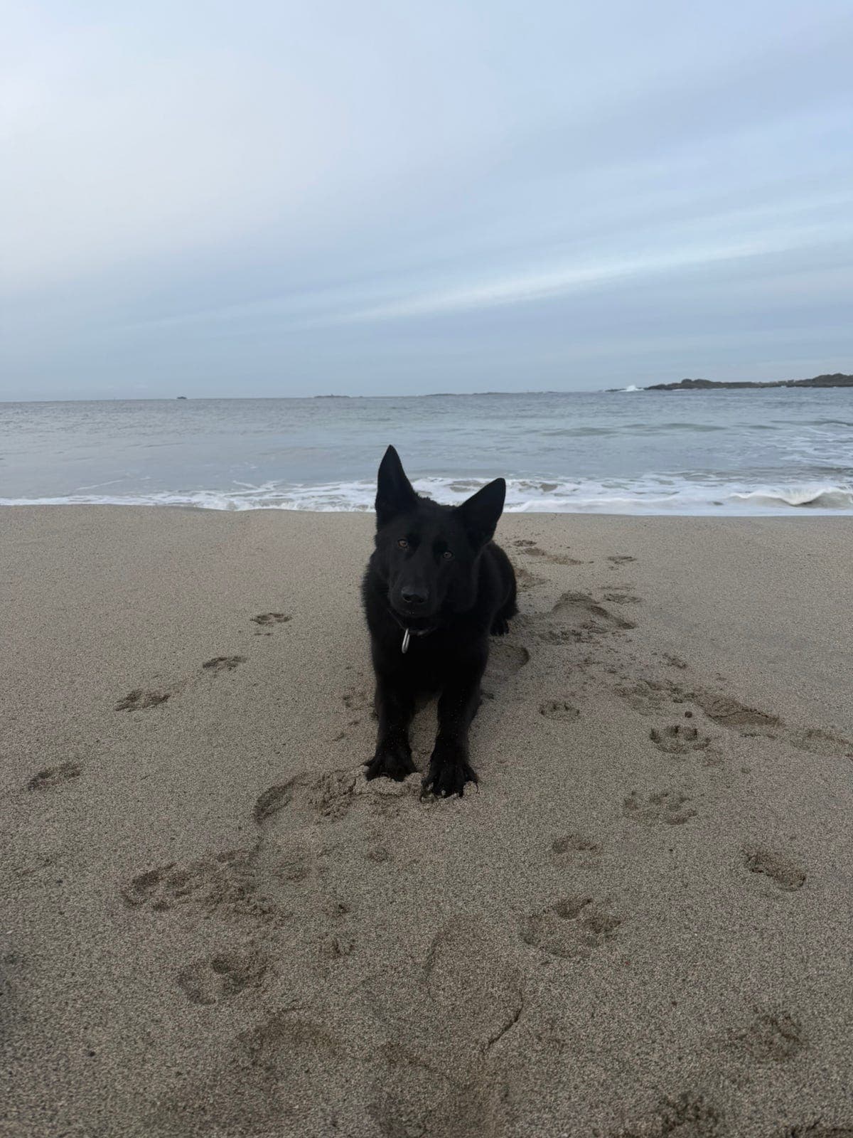 Schäfertispe med stort brukspotensial søker medeier/aktivt hjem