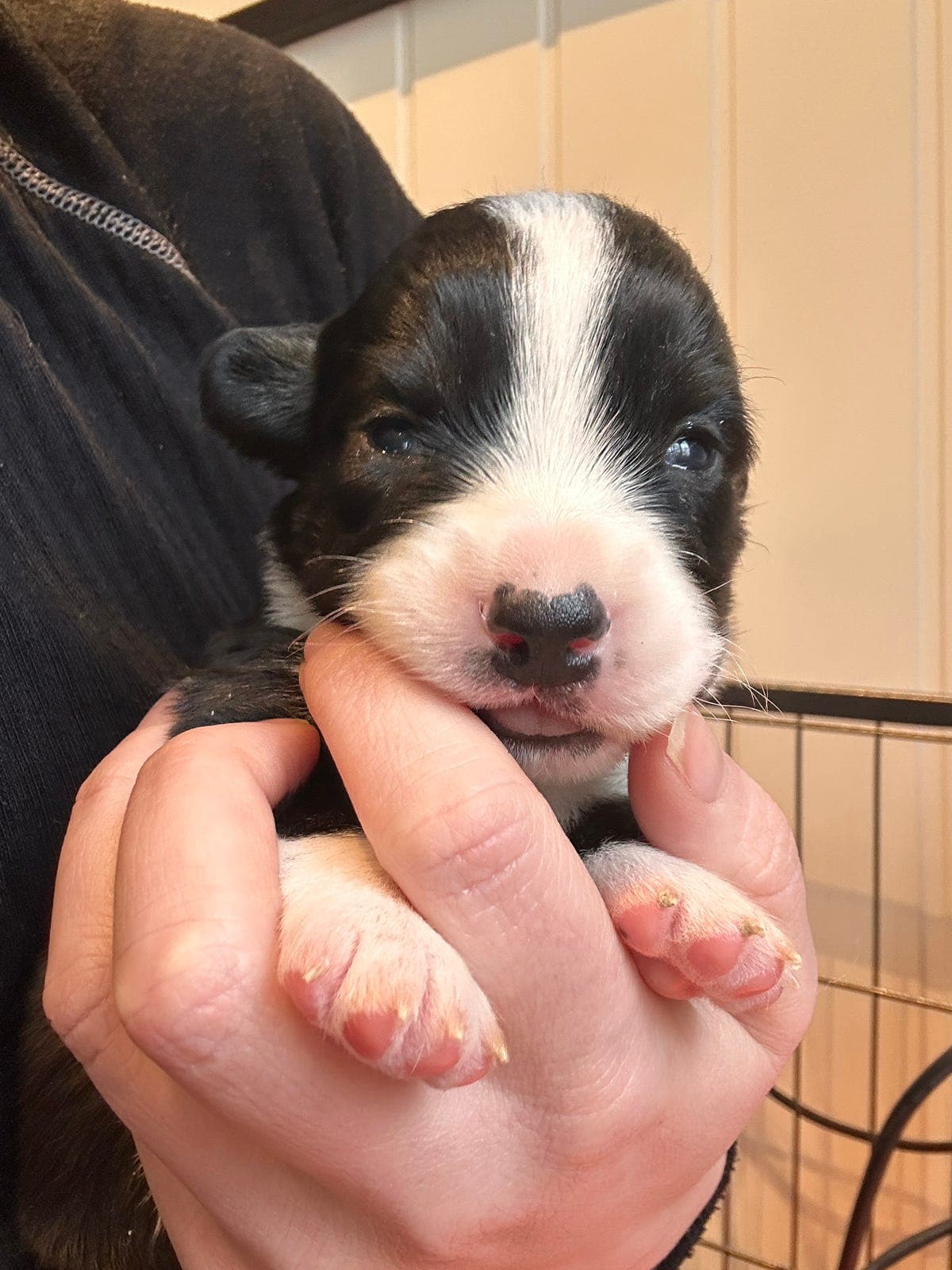 Welsh corgi Cardigan valp hannhund