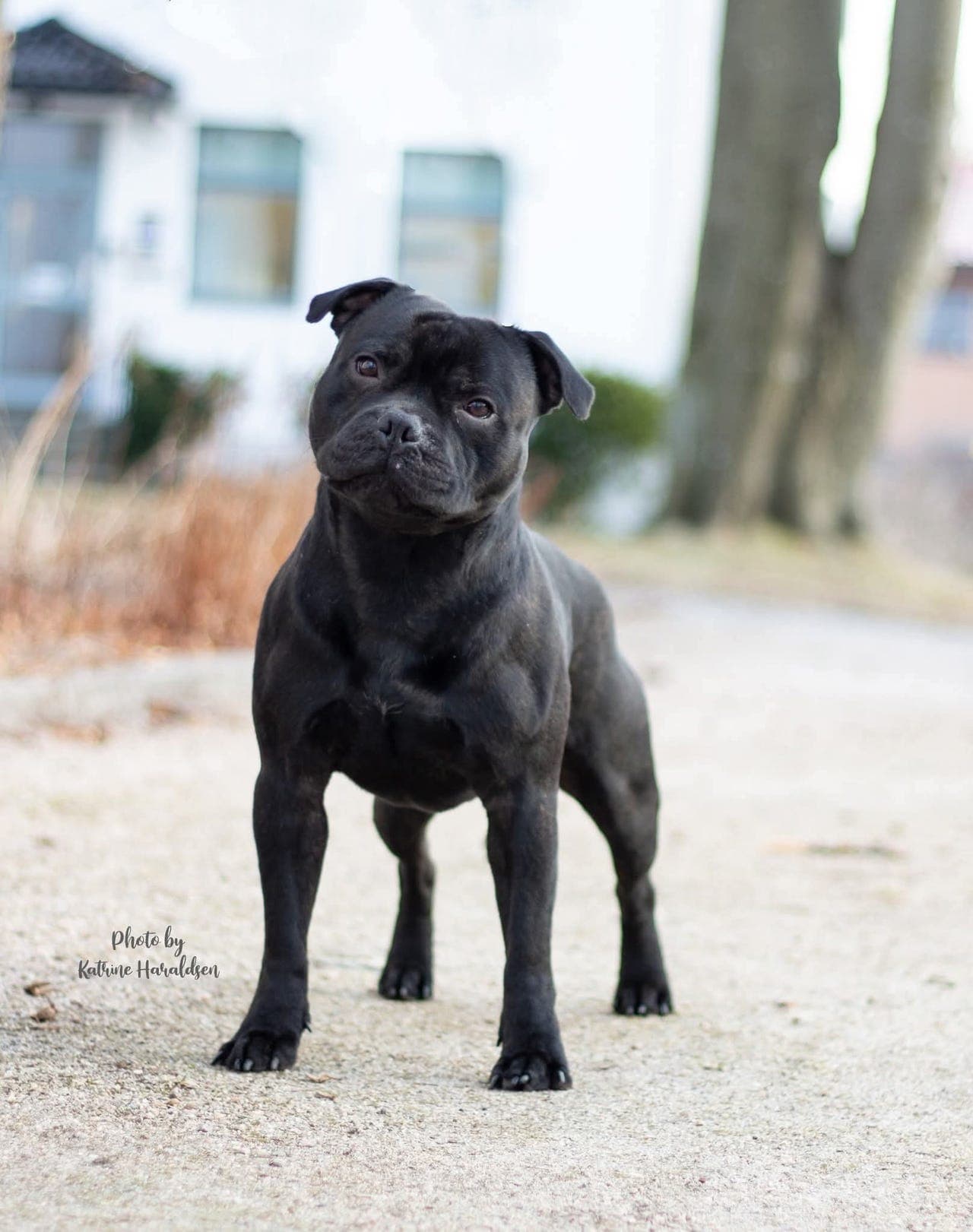 Deleie for Staffordshire Bullterrier hannhund 2år