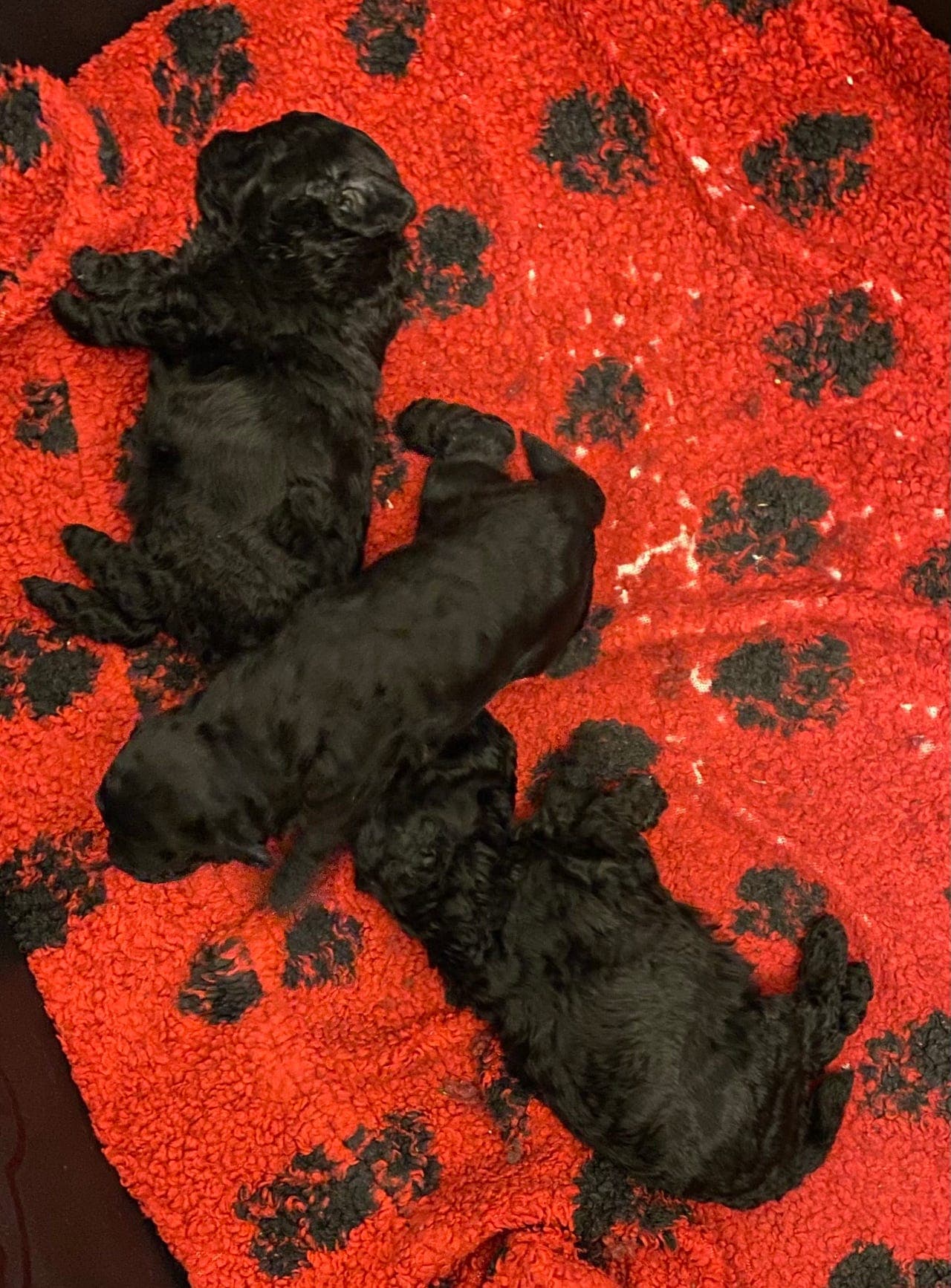 Dvergpuddelvalper selges