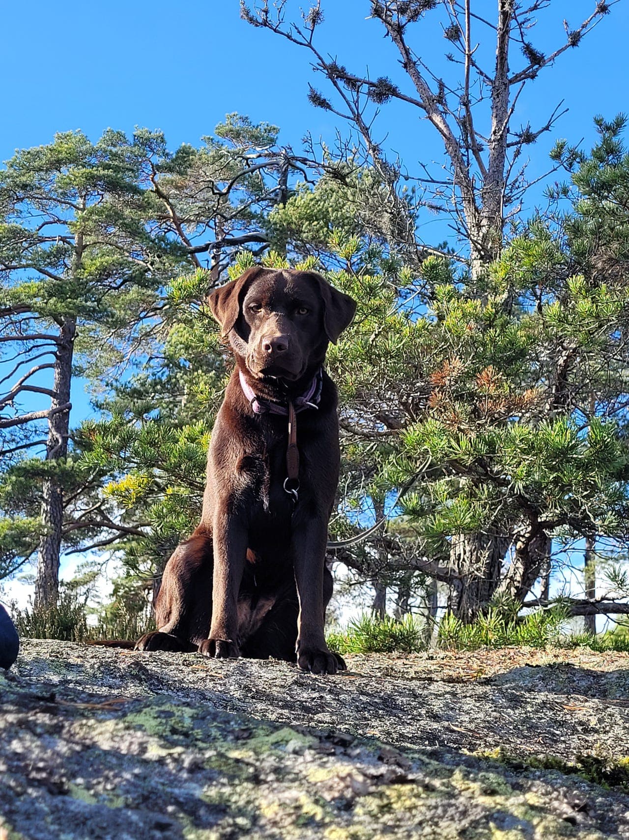 Labrador Retriever valper ( ventes) i slutten av feb +-.