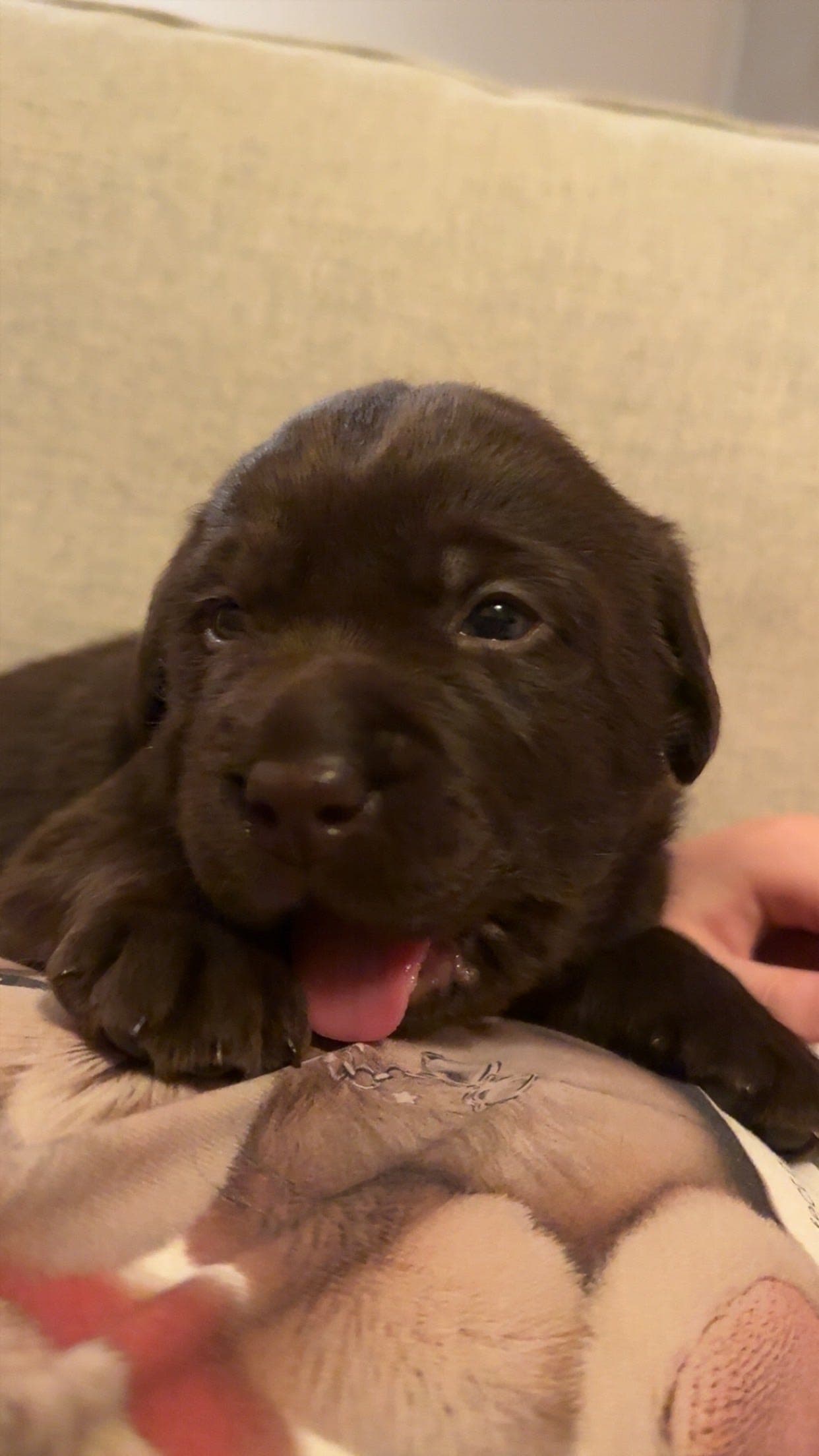 Labrador hann valper selges!