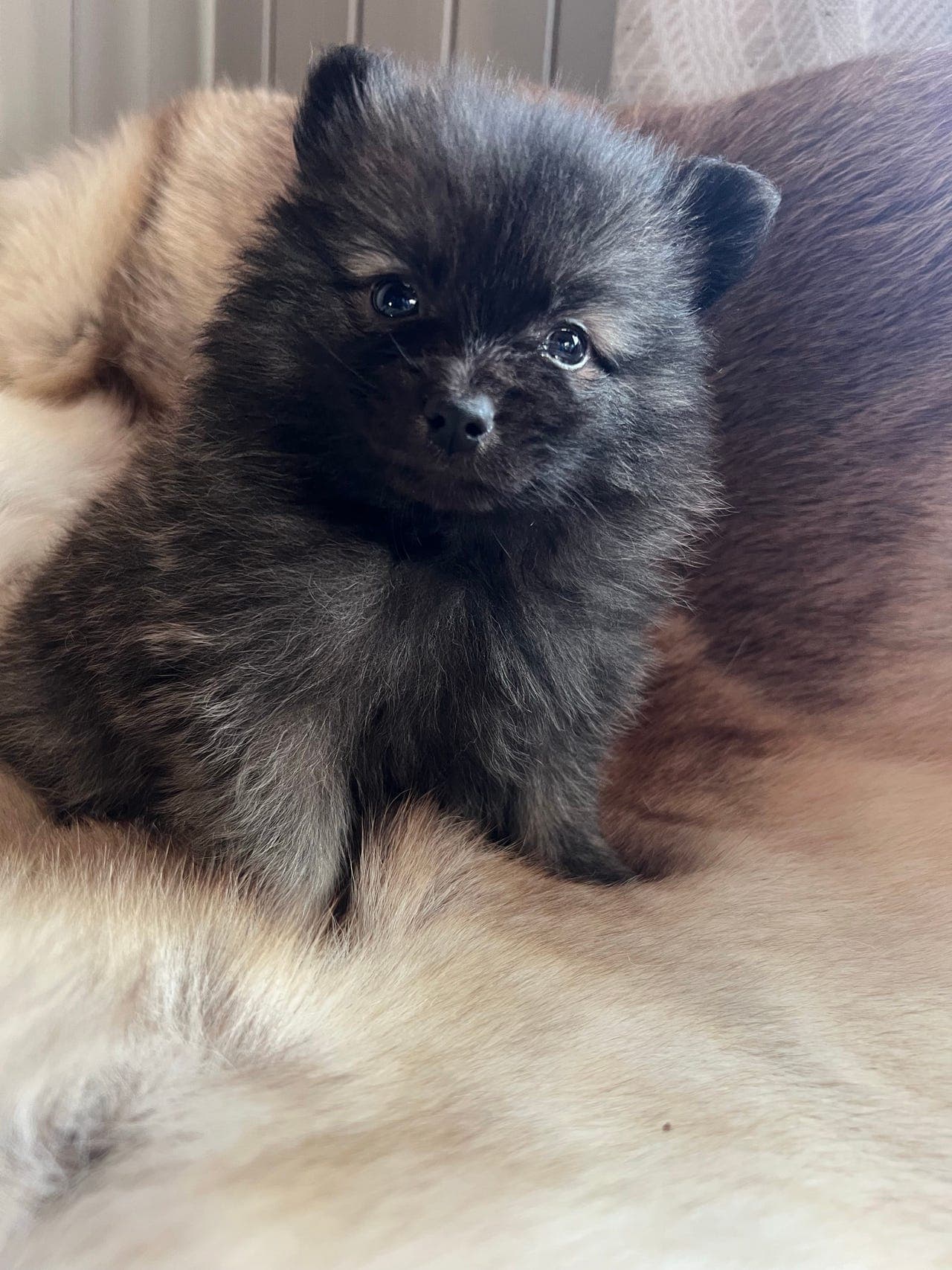 Kleinspitzvalper leveringsklare .