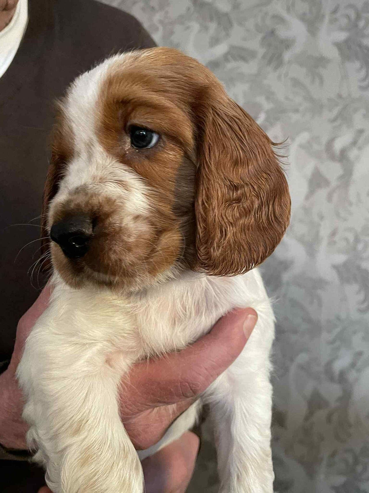 Welsh Springer Spaniel – hannvalp