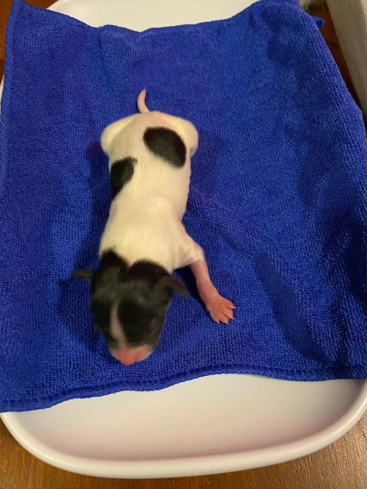 Renraset papillon hannvalp