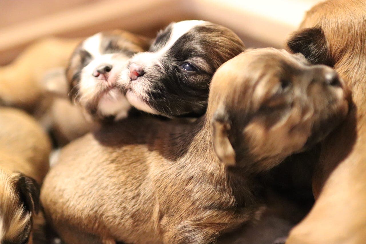 Bichon Havanais, Nkk registrert