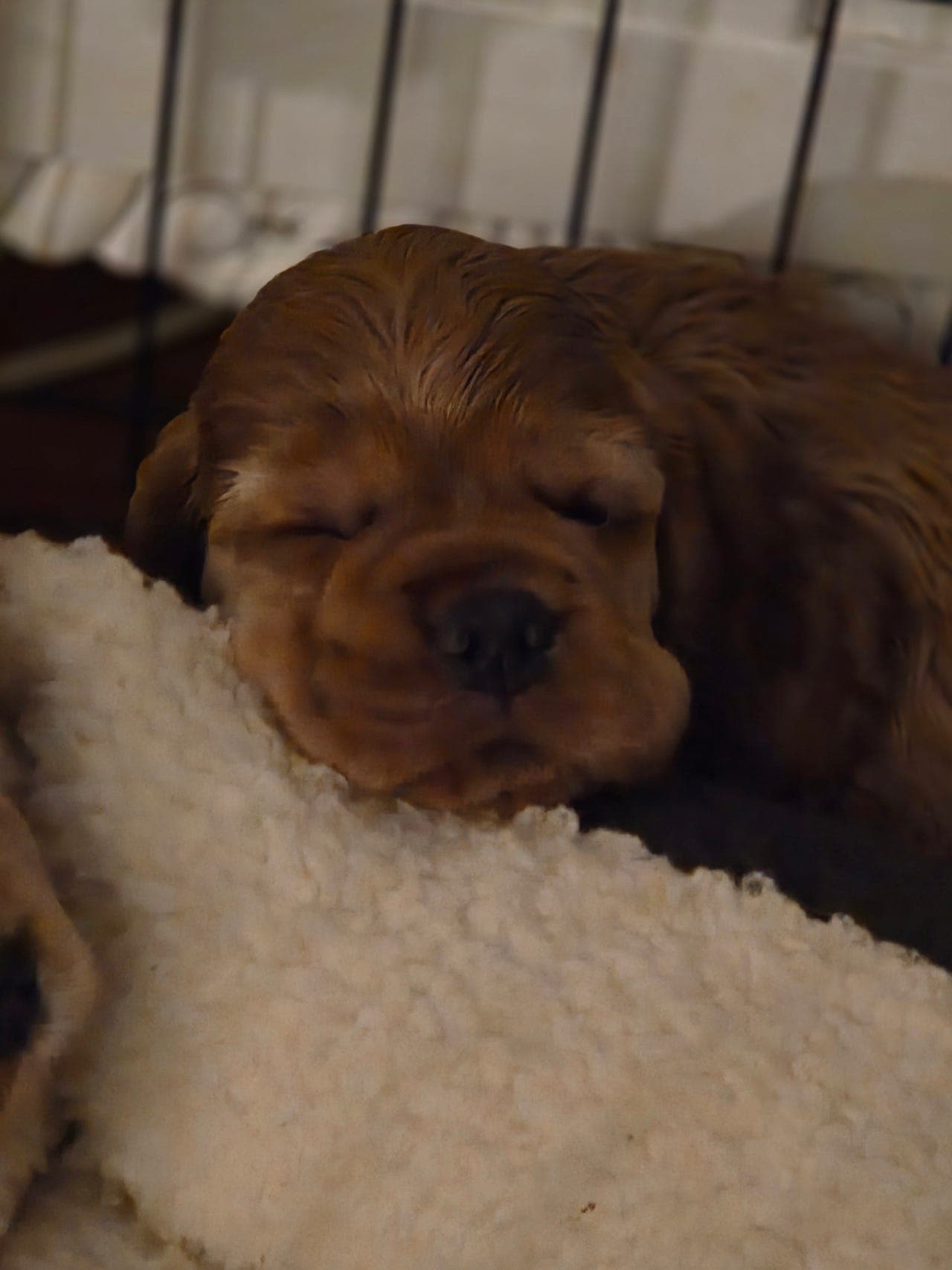 Mørk rød Amerikansk Cocker Spaniel prins ledig.
