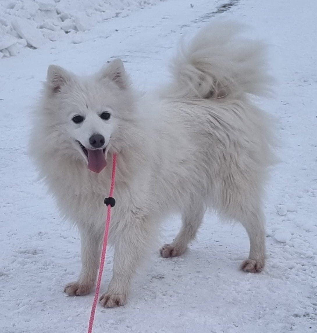 Japansk spisshund tispe