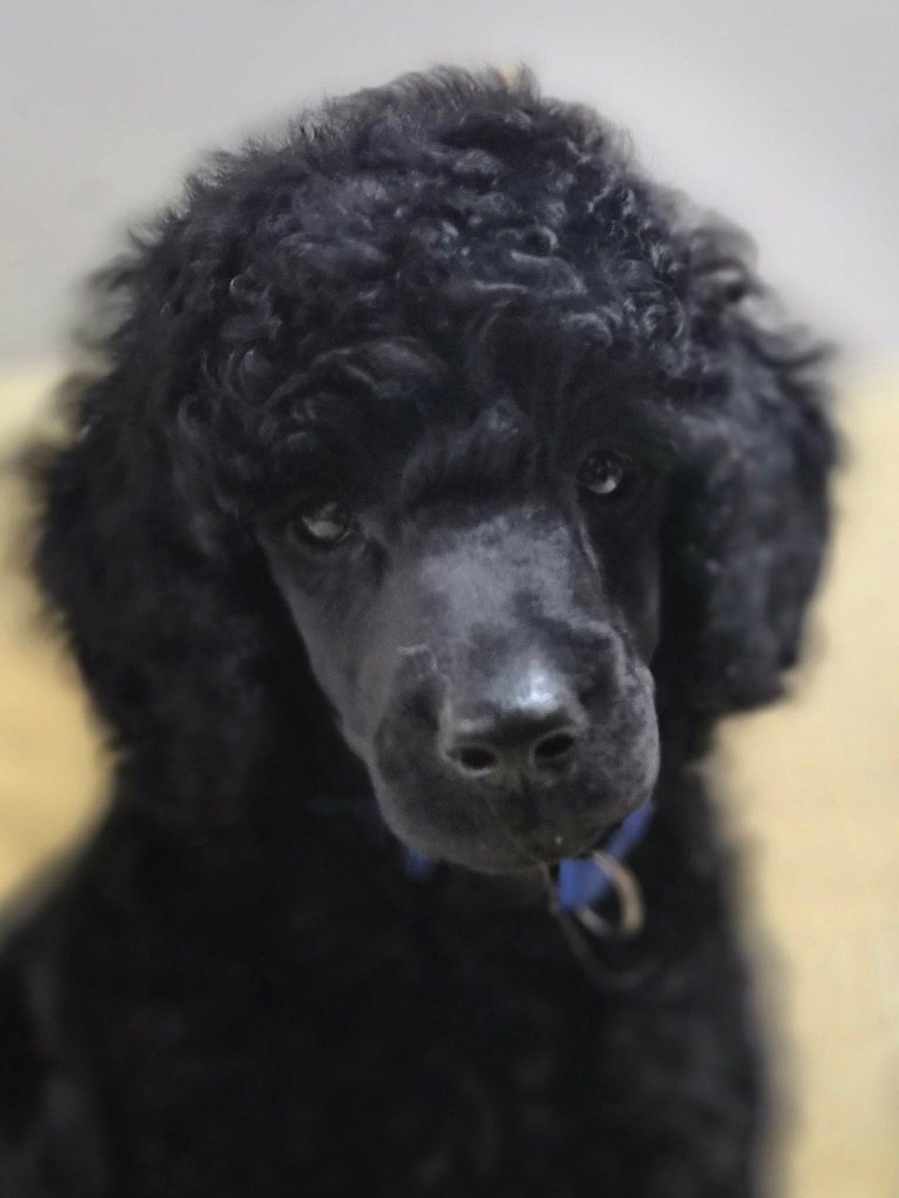 Flotte mellompuddel valper etter premierte foreldre til salgs🐩