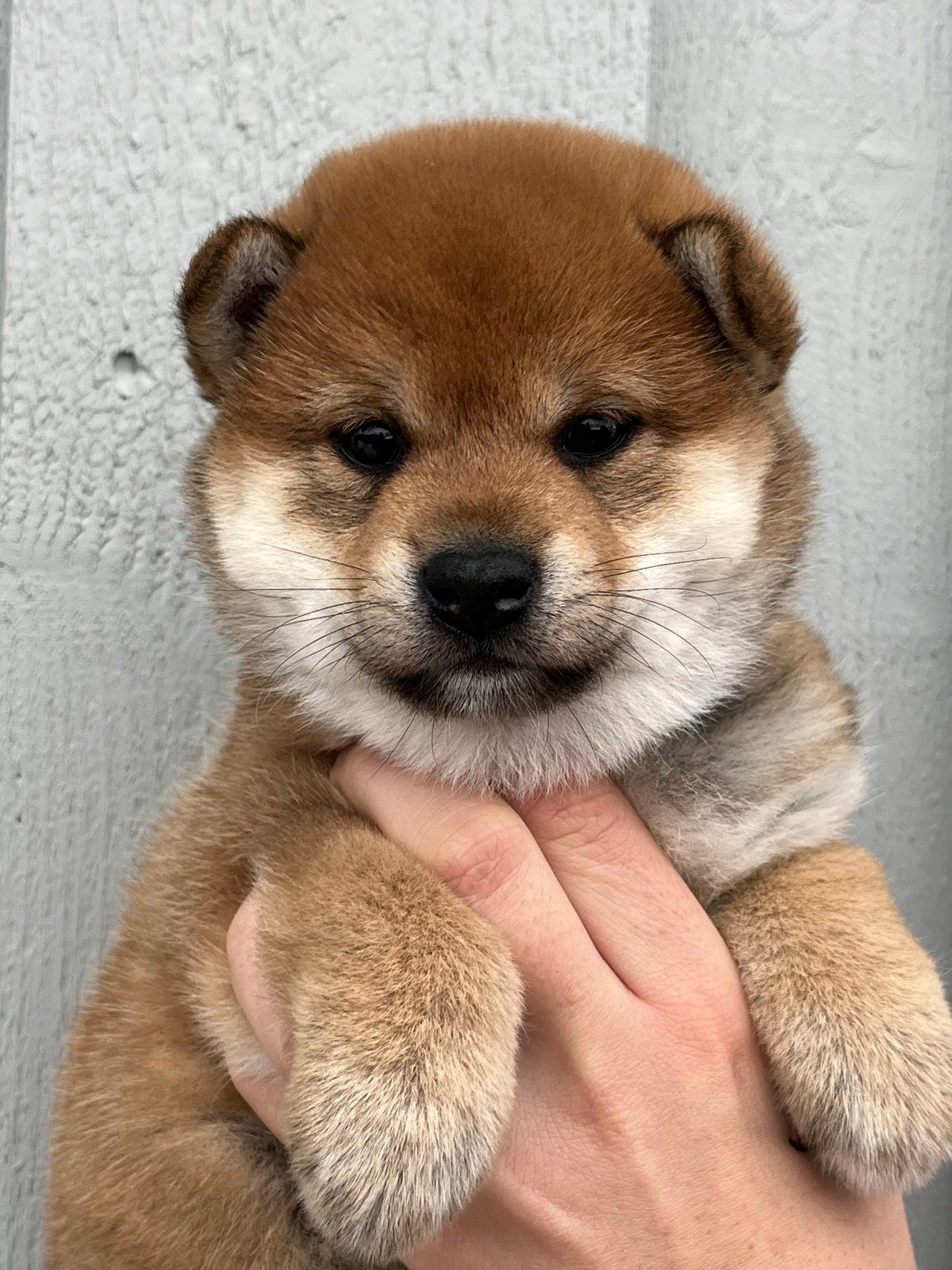 Shiba valp