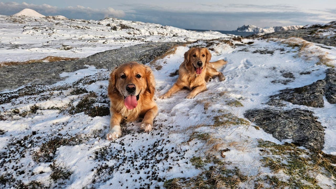Golden retriever valper selges
