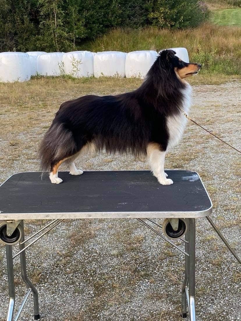 Shetland sheepdog valp til salgs