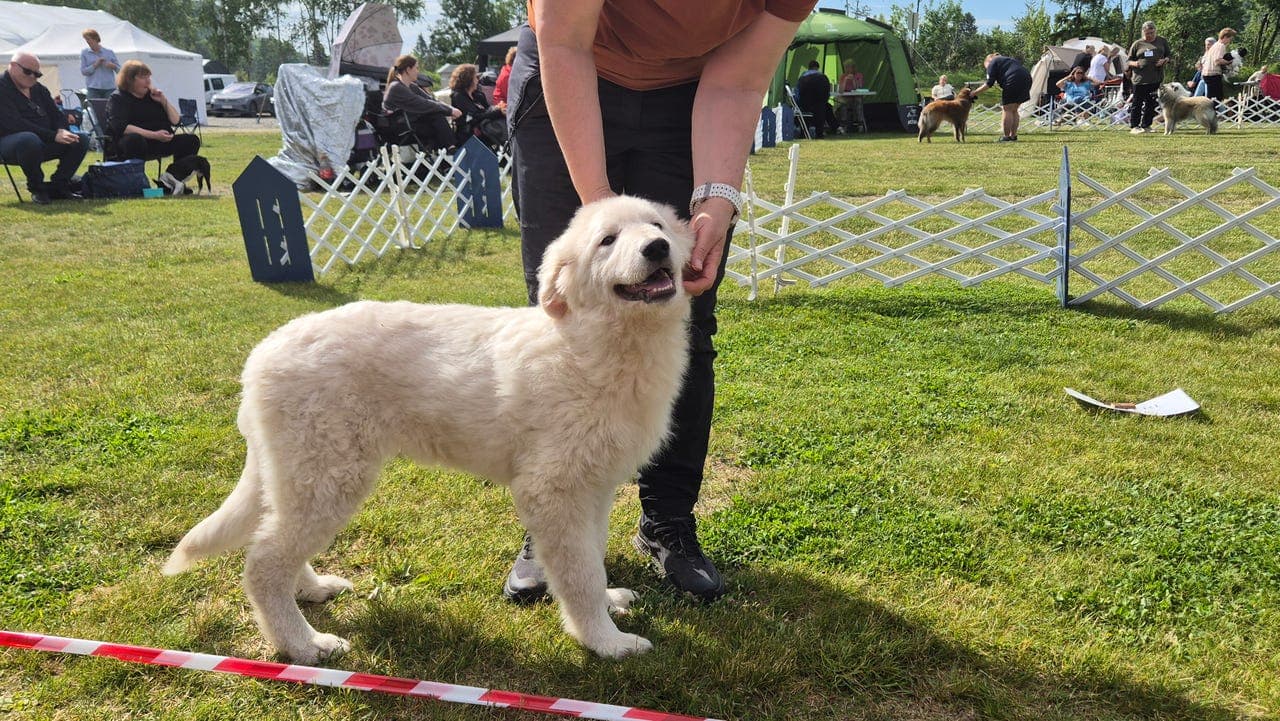 Leverings klare Maremma valper fra høyt premiert mor!