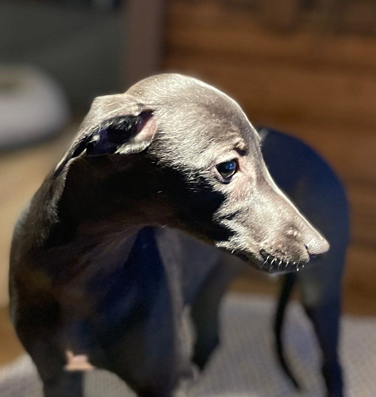 Nydelig whippet jente søker det gode hjem<3