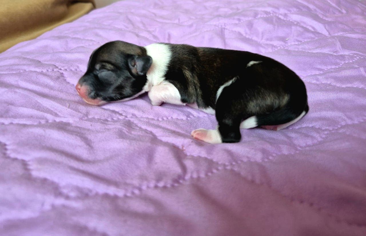 Chinese crested powderpuff - Jente