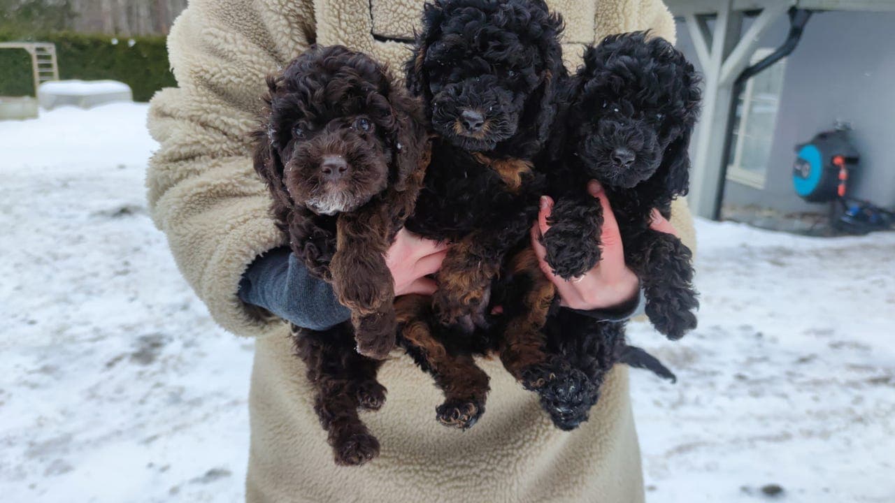 Renraset dvergpuddel valper