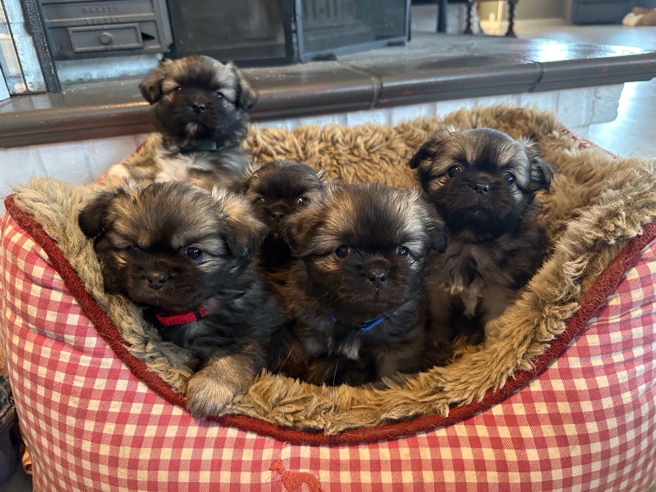 Tibetansk spaniel valper 💜