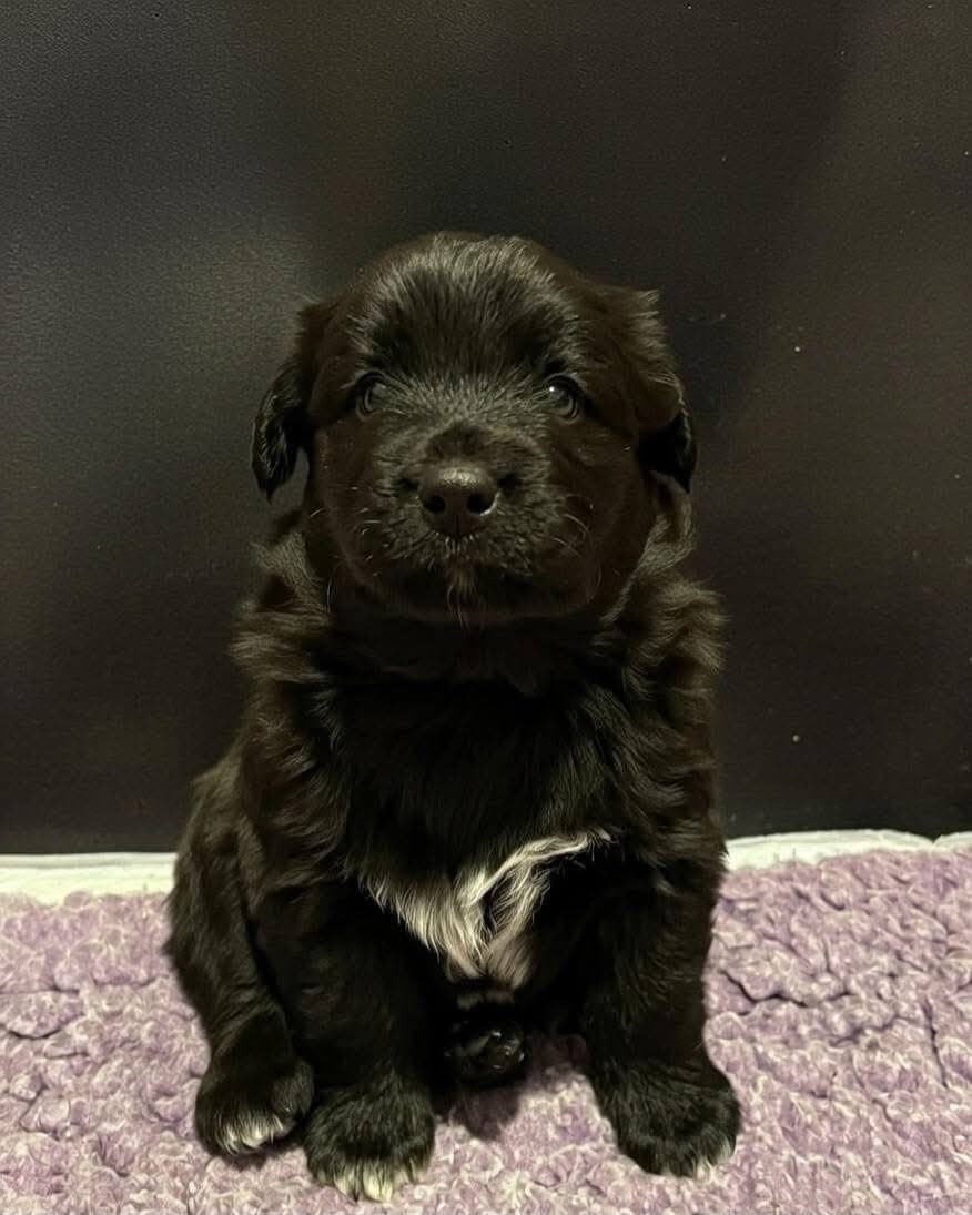 Ledig hannvalp av litt sjeldnere rase.