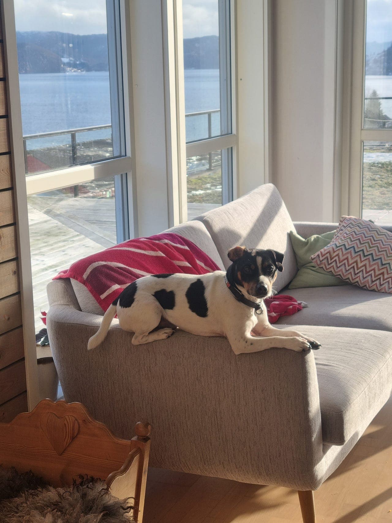 Dansk svensk gårdshund omplasseres.