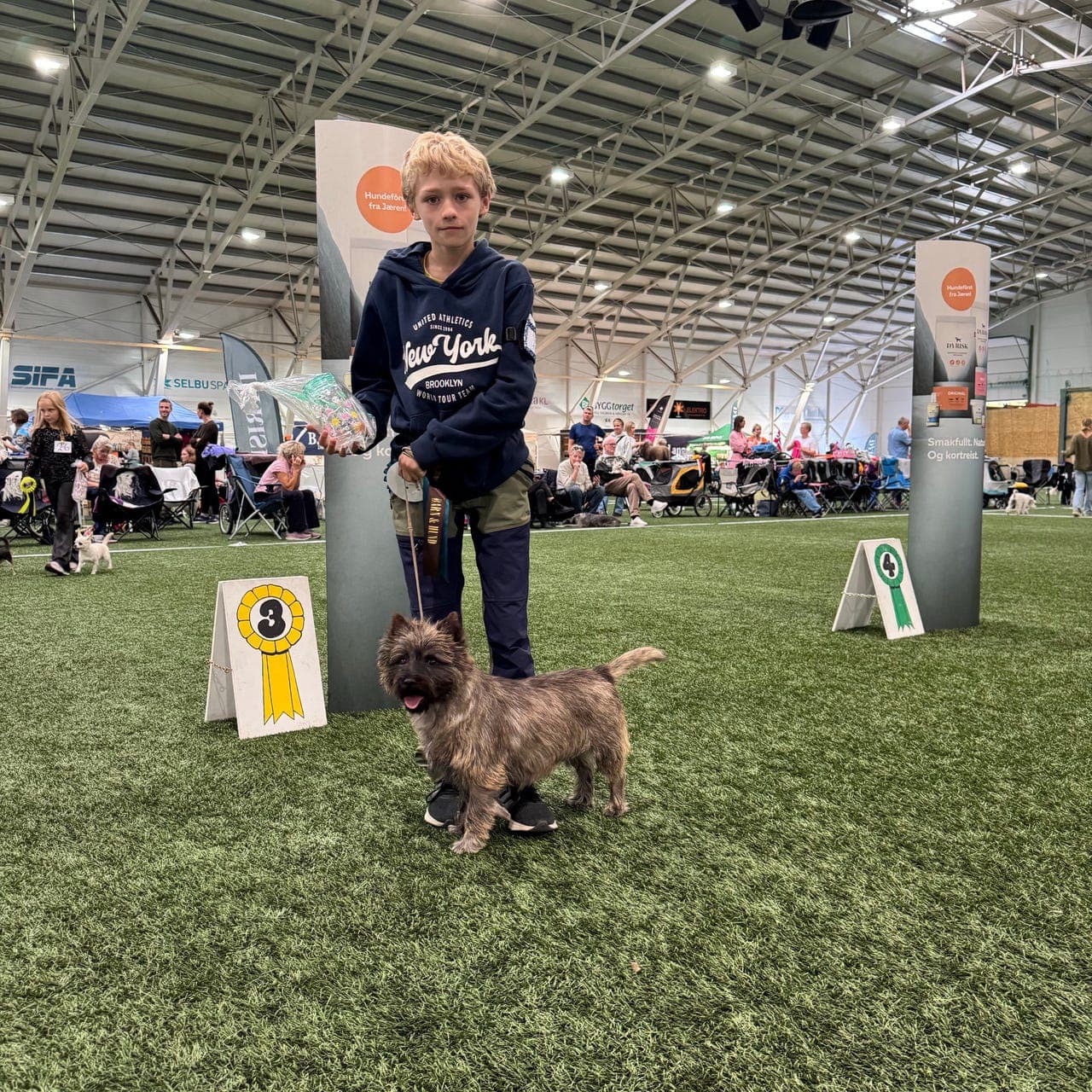 Cairn terrier valper ventes i uke 7.