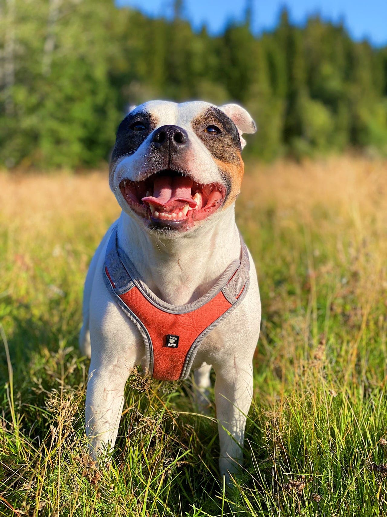 Luna - Staffordshire bull terrier