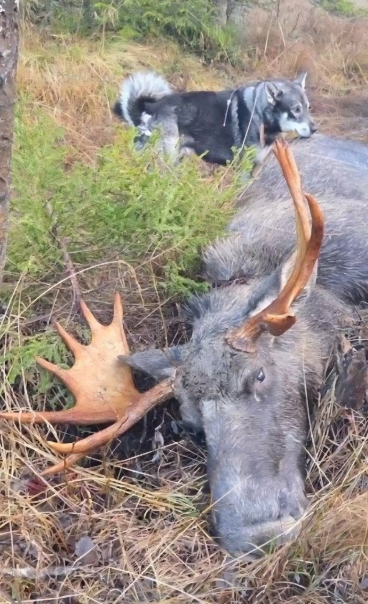 Jamthundvalper ventes født 07.04.26