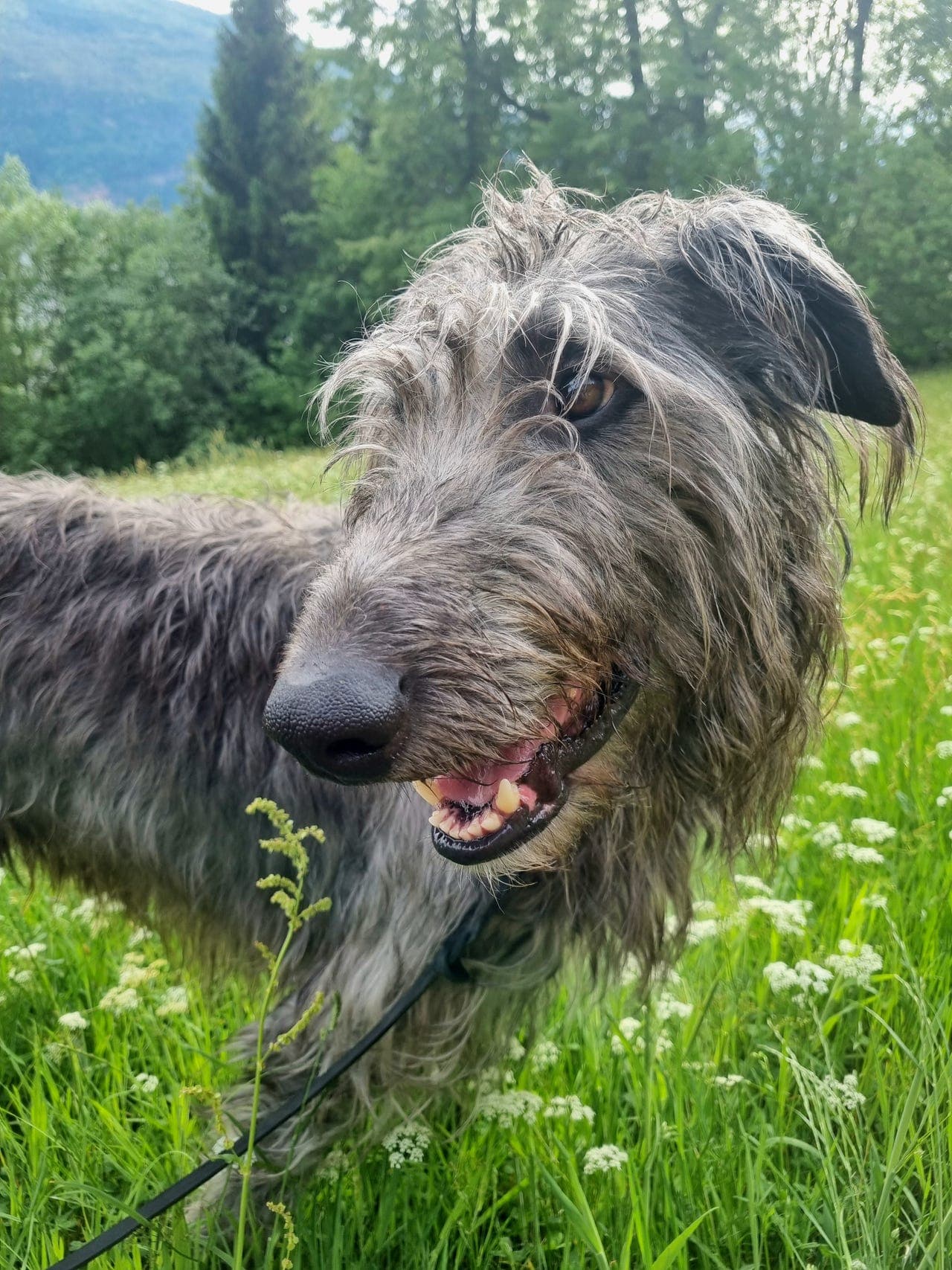 Bonusheim til hund (ikkje salg)