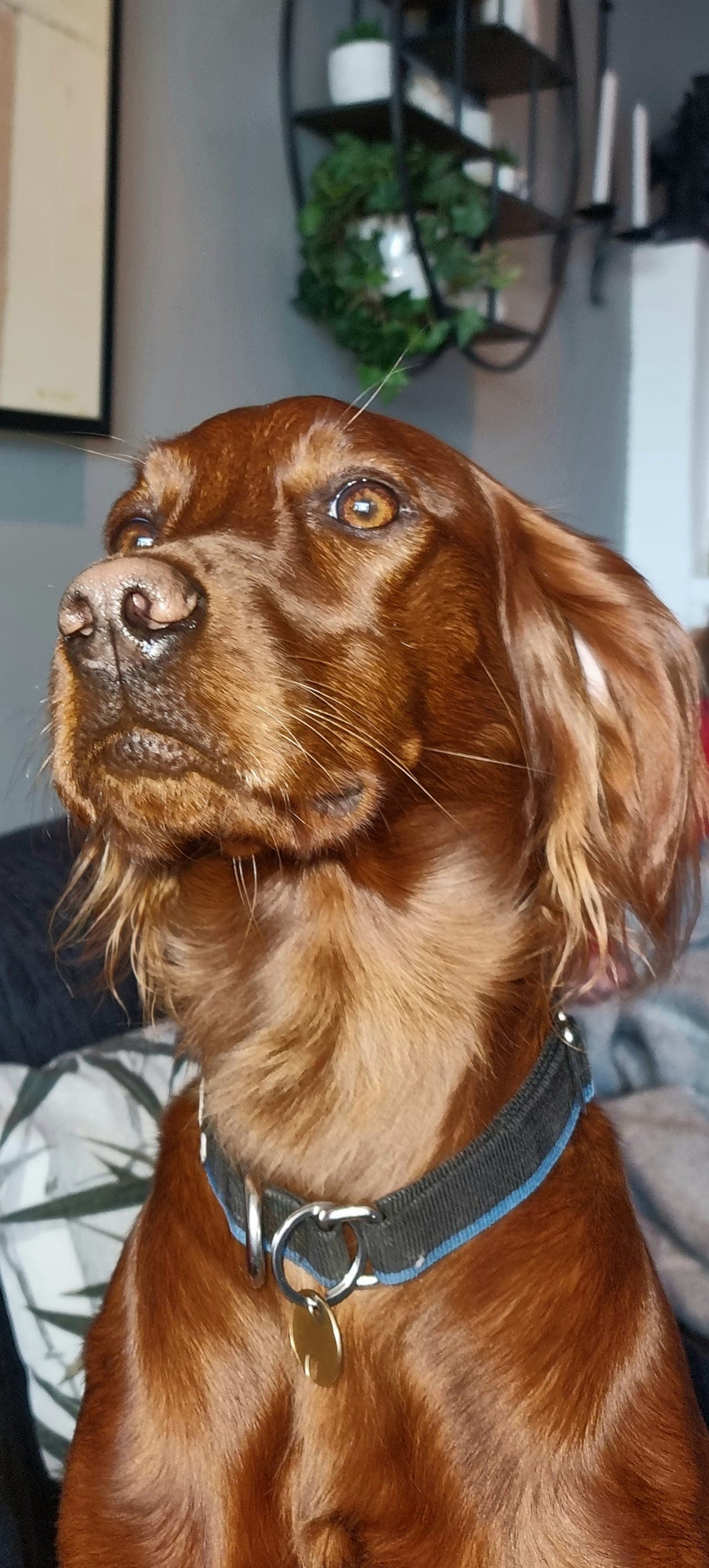 Flotte Irsk setter valper selges