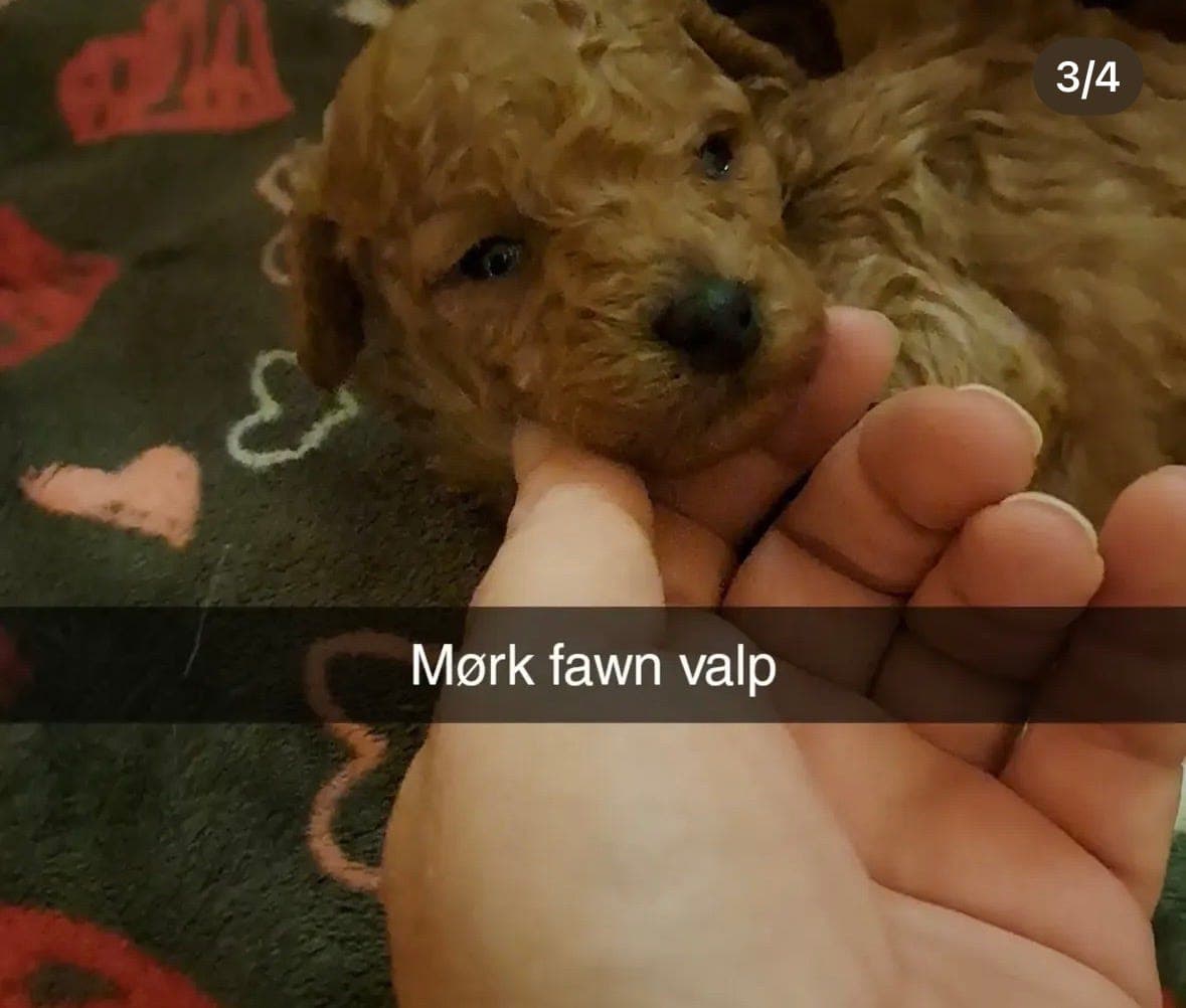 Fawn/Rød toy puddel til salg🐶🐾