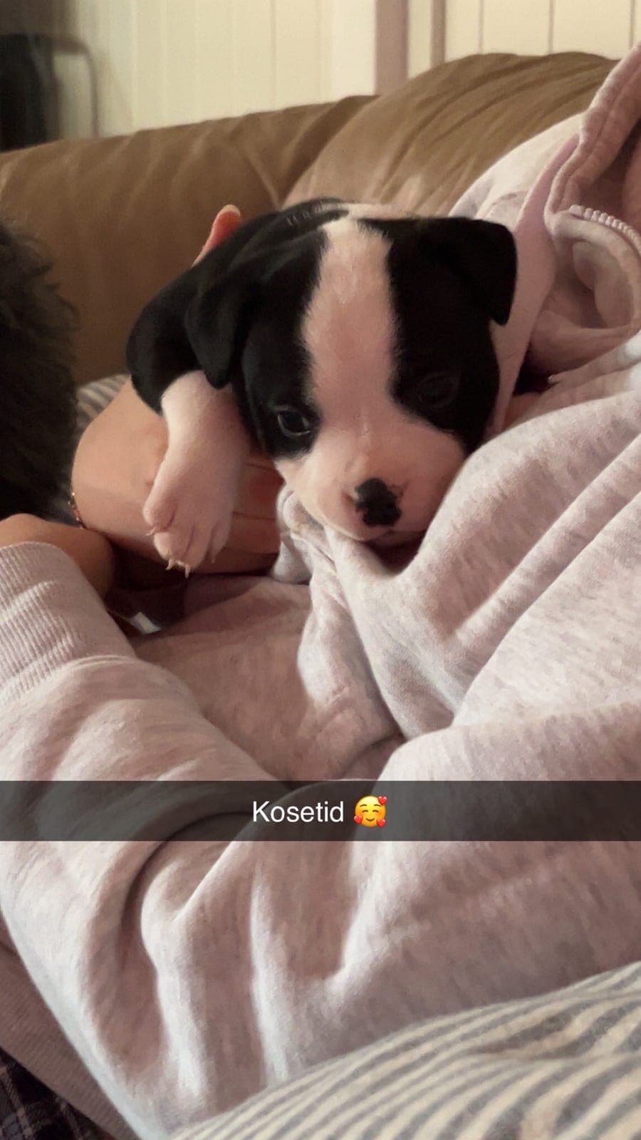 Staffordshire bull terrier hann valper til salgs