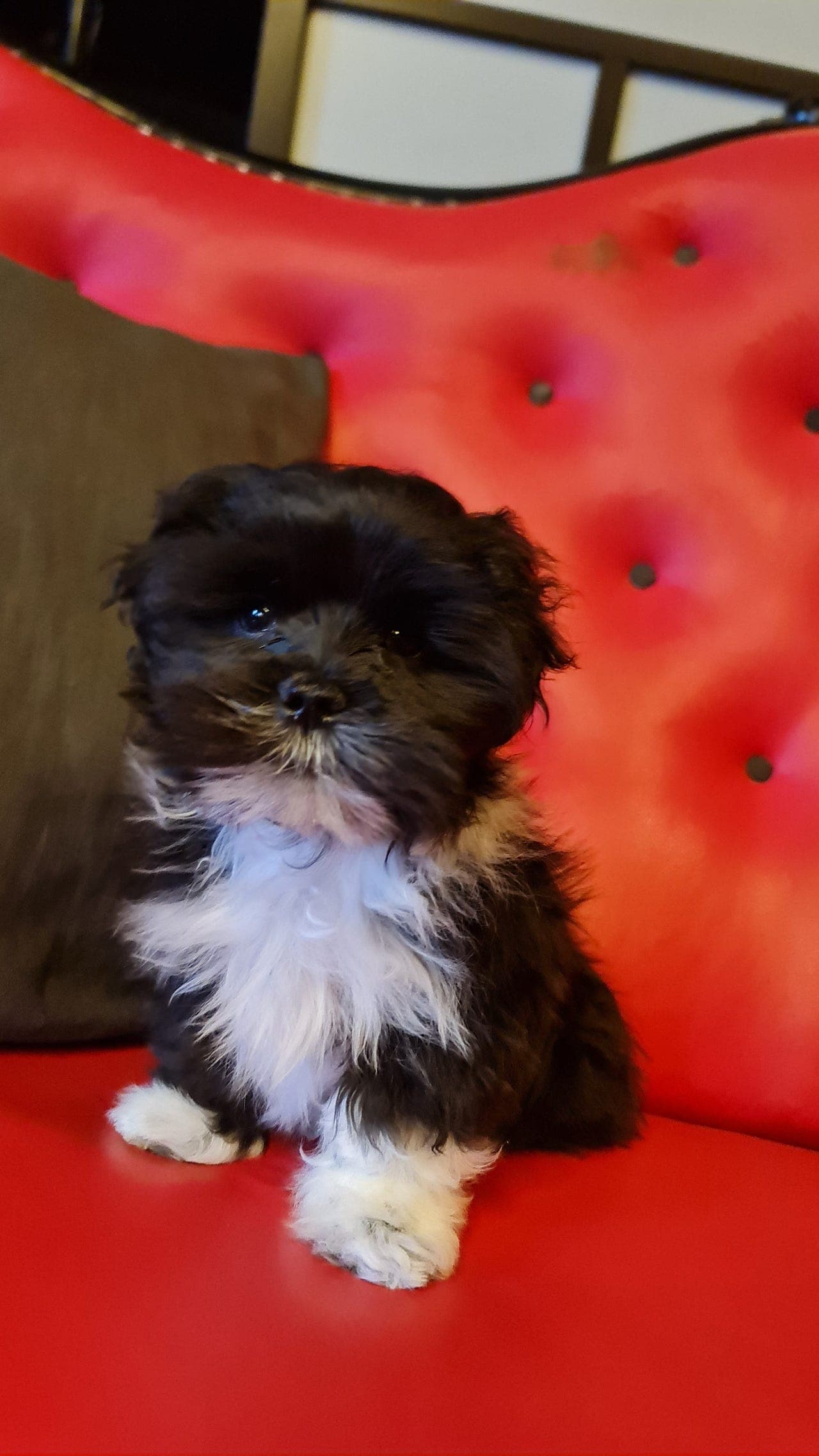Lhasa apso valper