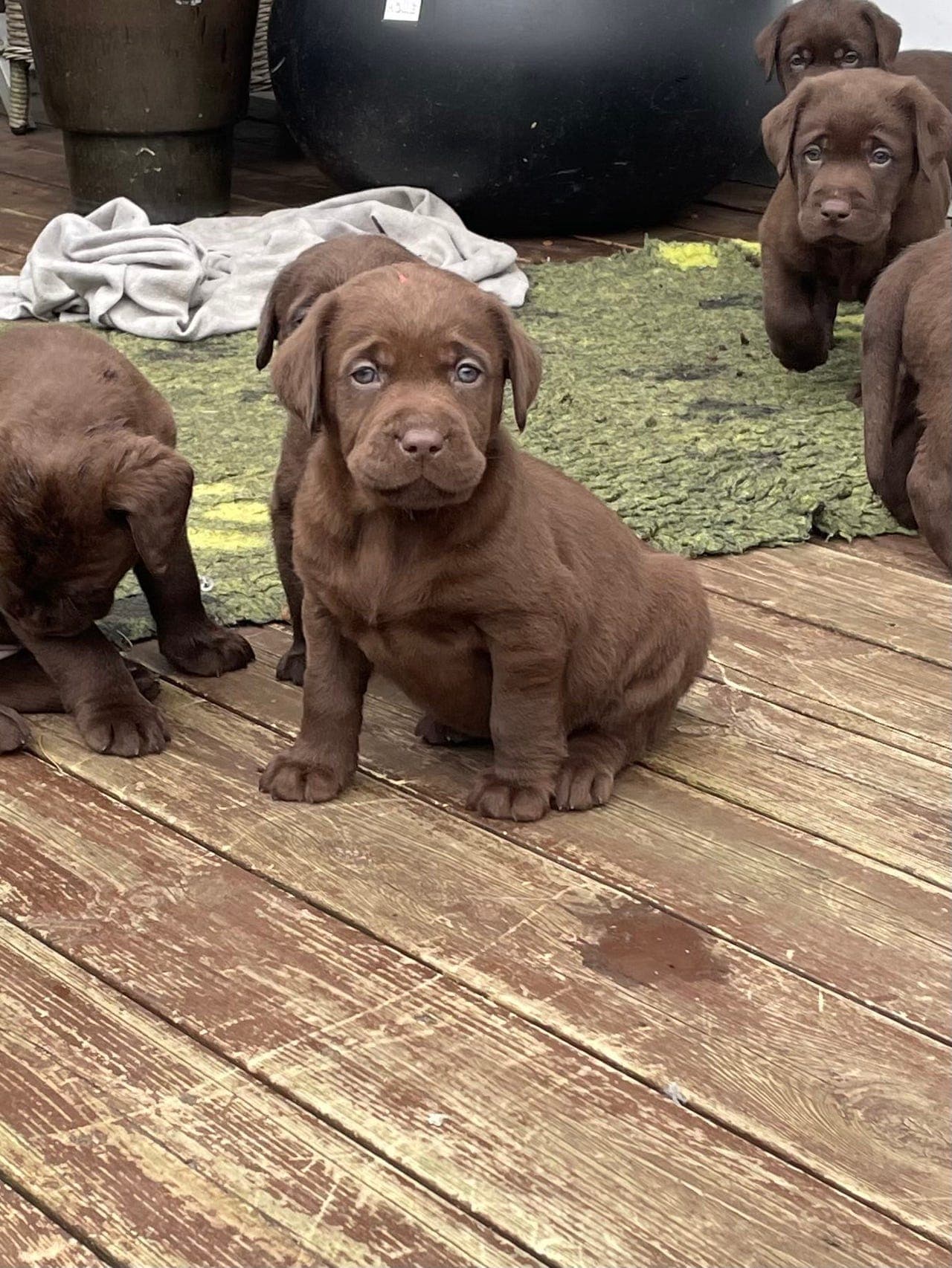 Brune labradorvalper