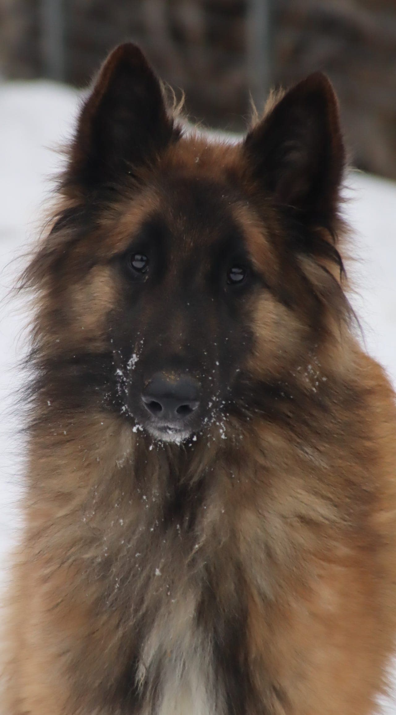 Tervueren hann 1 år