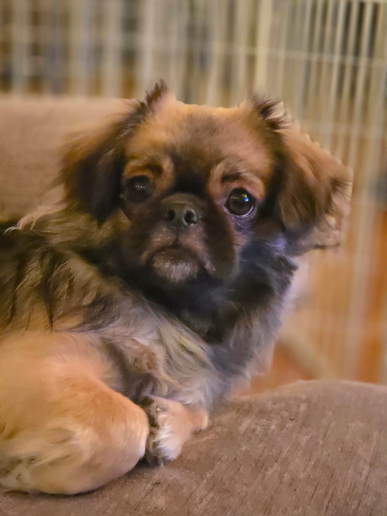 Forvert søkes til Tibetansk spaniel frøken.