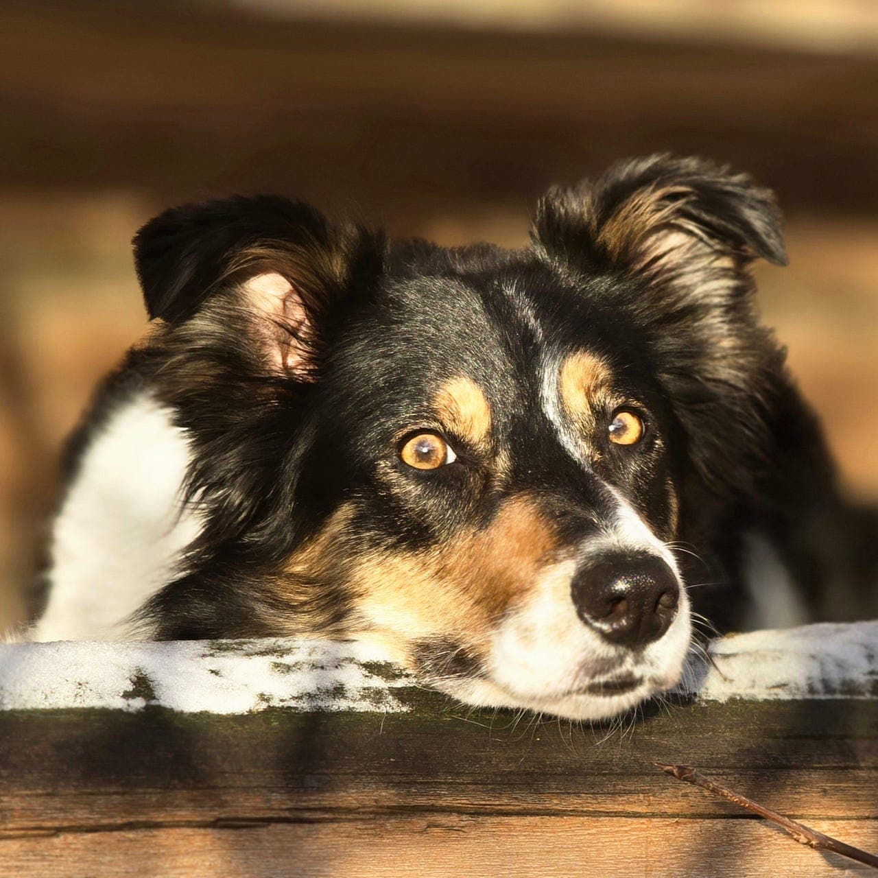 Border Collie Valp 6 uker