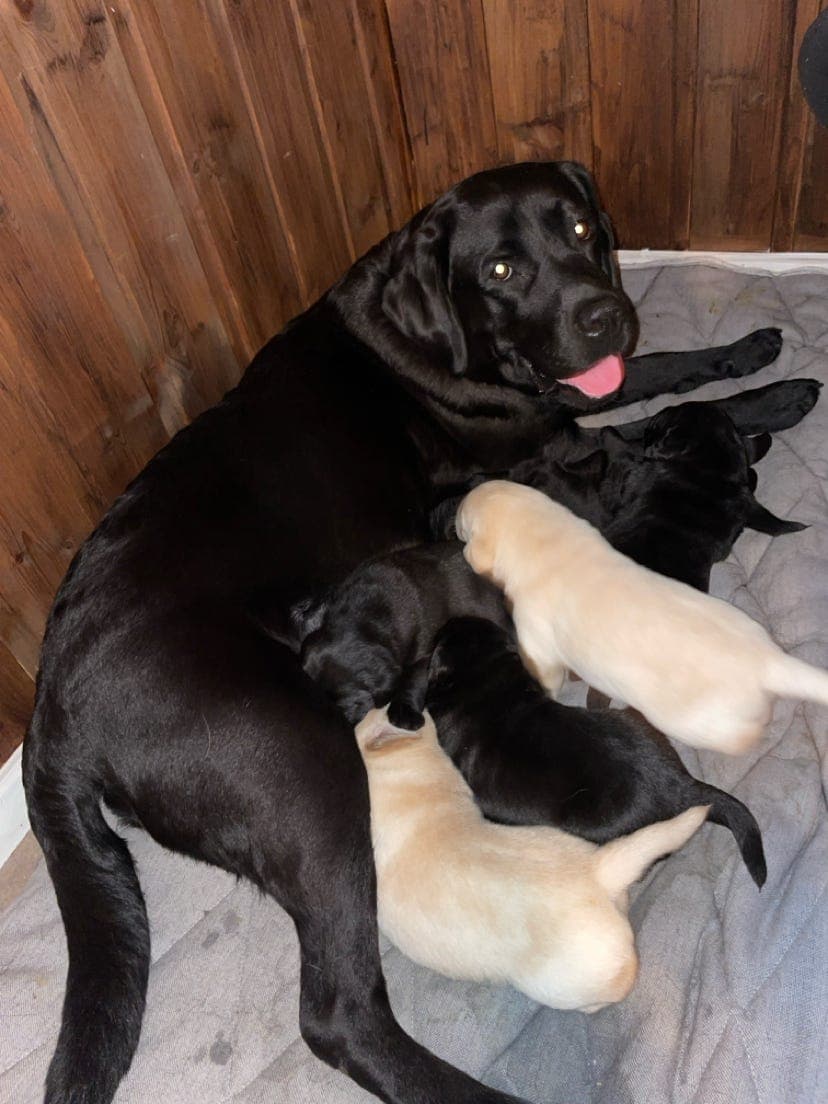 Nydelige labrador valper tilsalgs