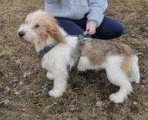 Petit Basset Griffon Vendeen