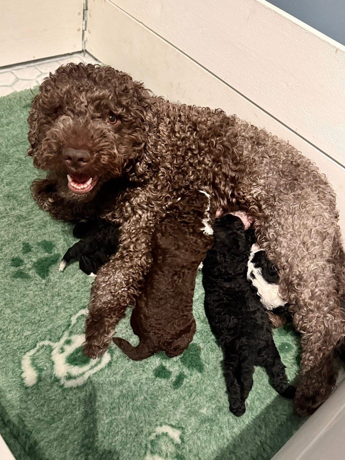 Spansk vannhund valper!